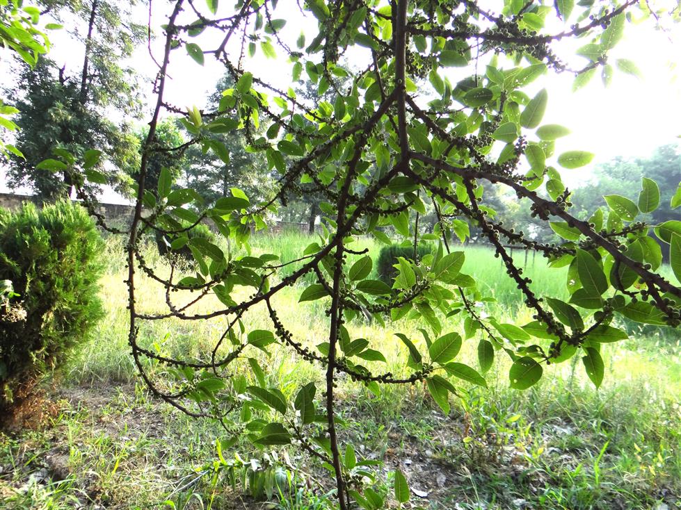 Ficus virens